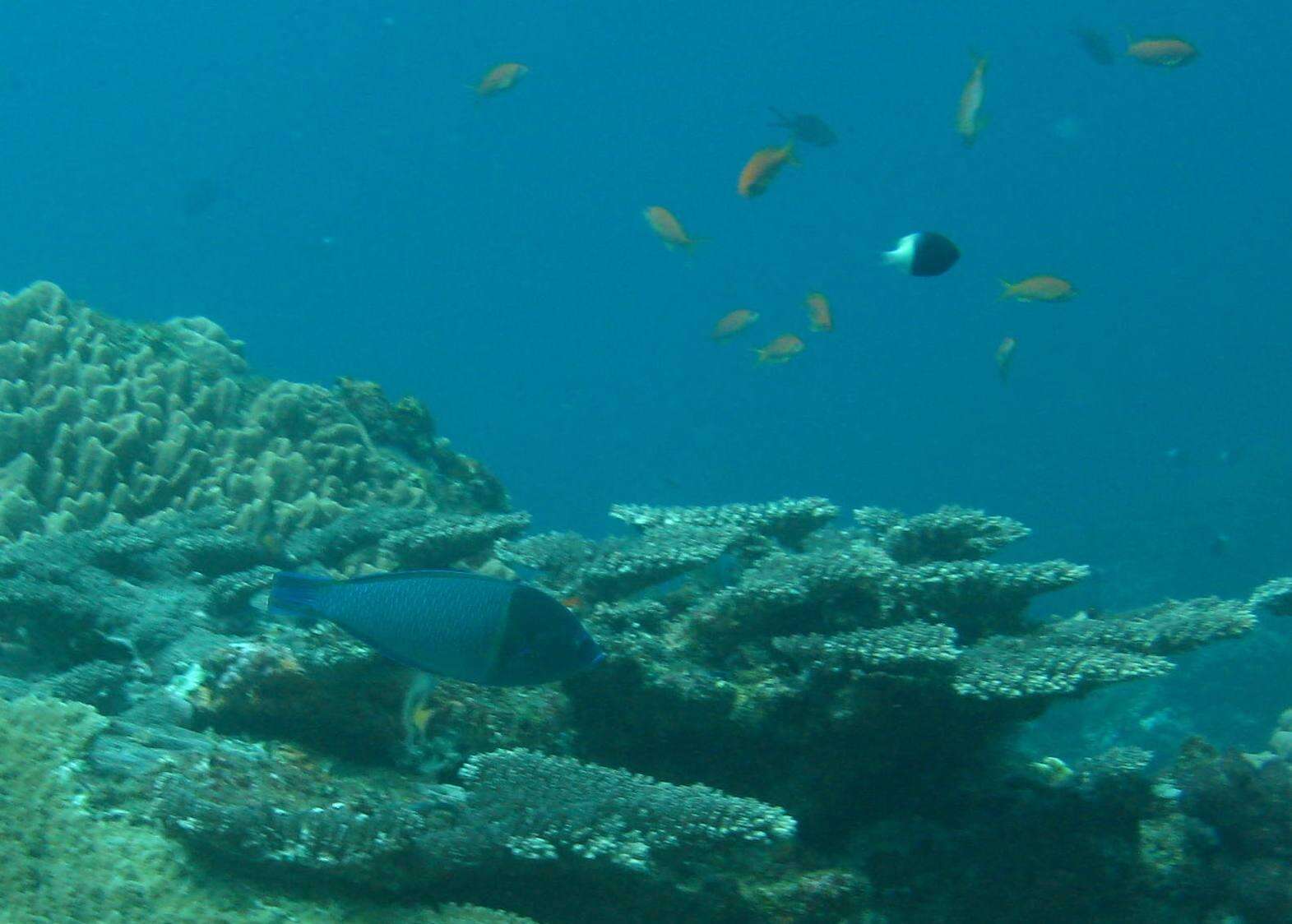 Image of Two-tone Chromis