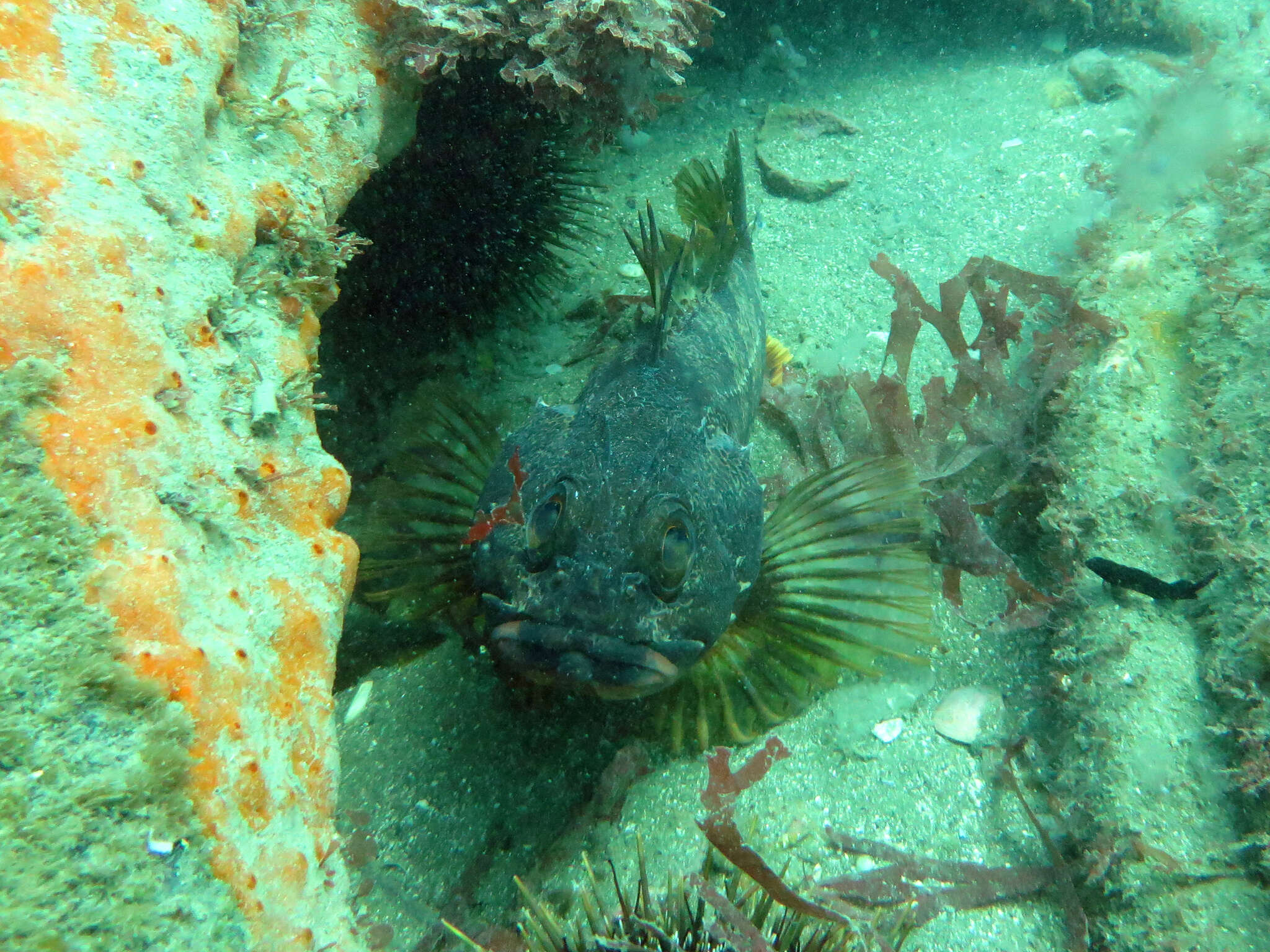 Image of Red gurnard perch