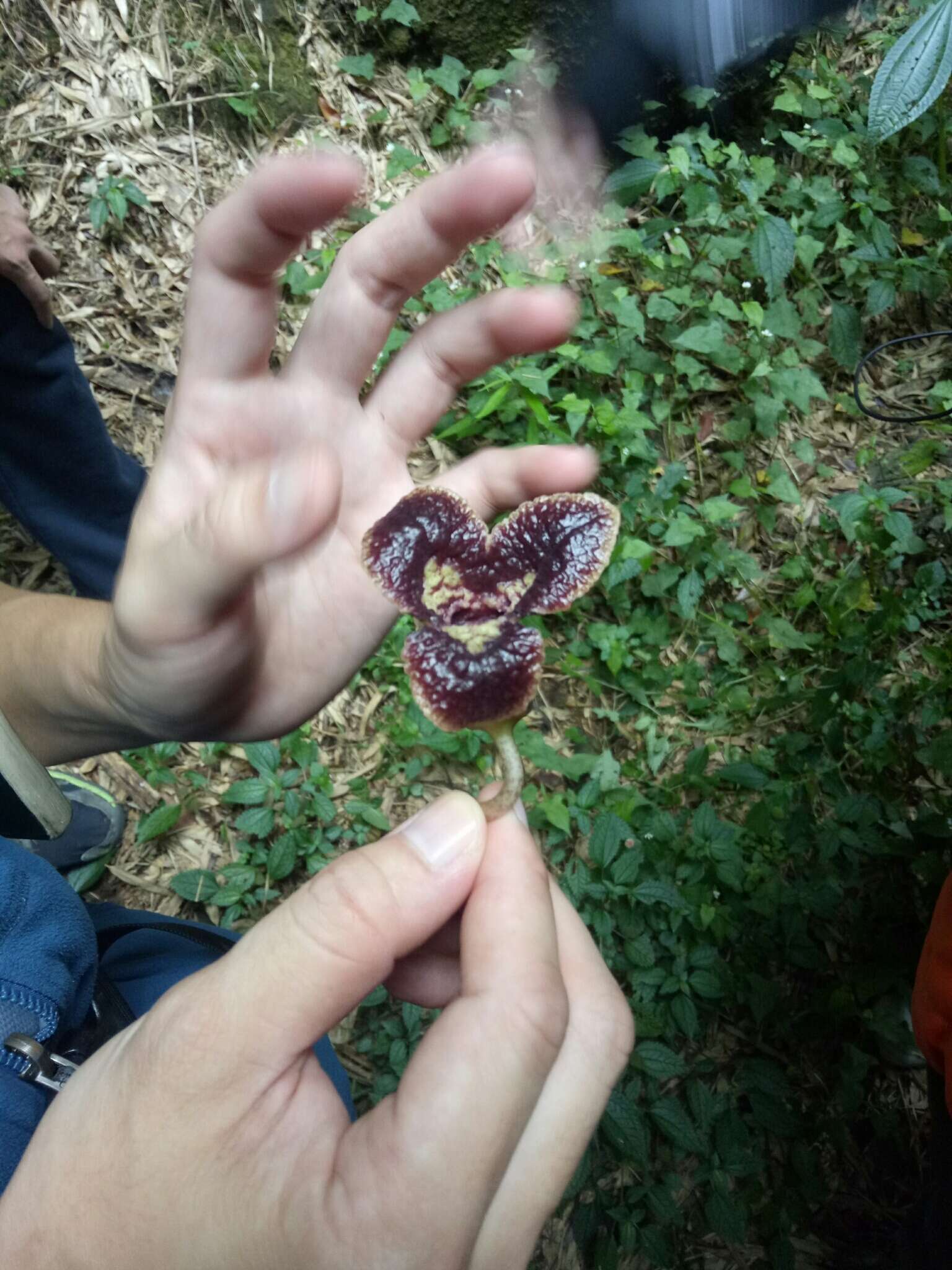 Image of Asarum hypogynum Hayata