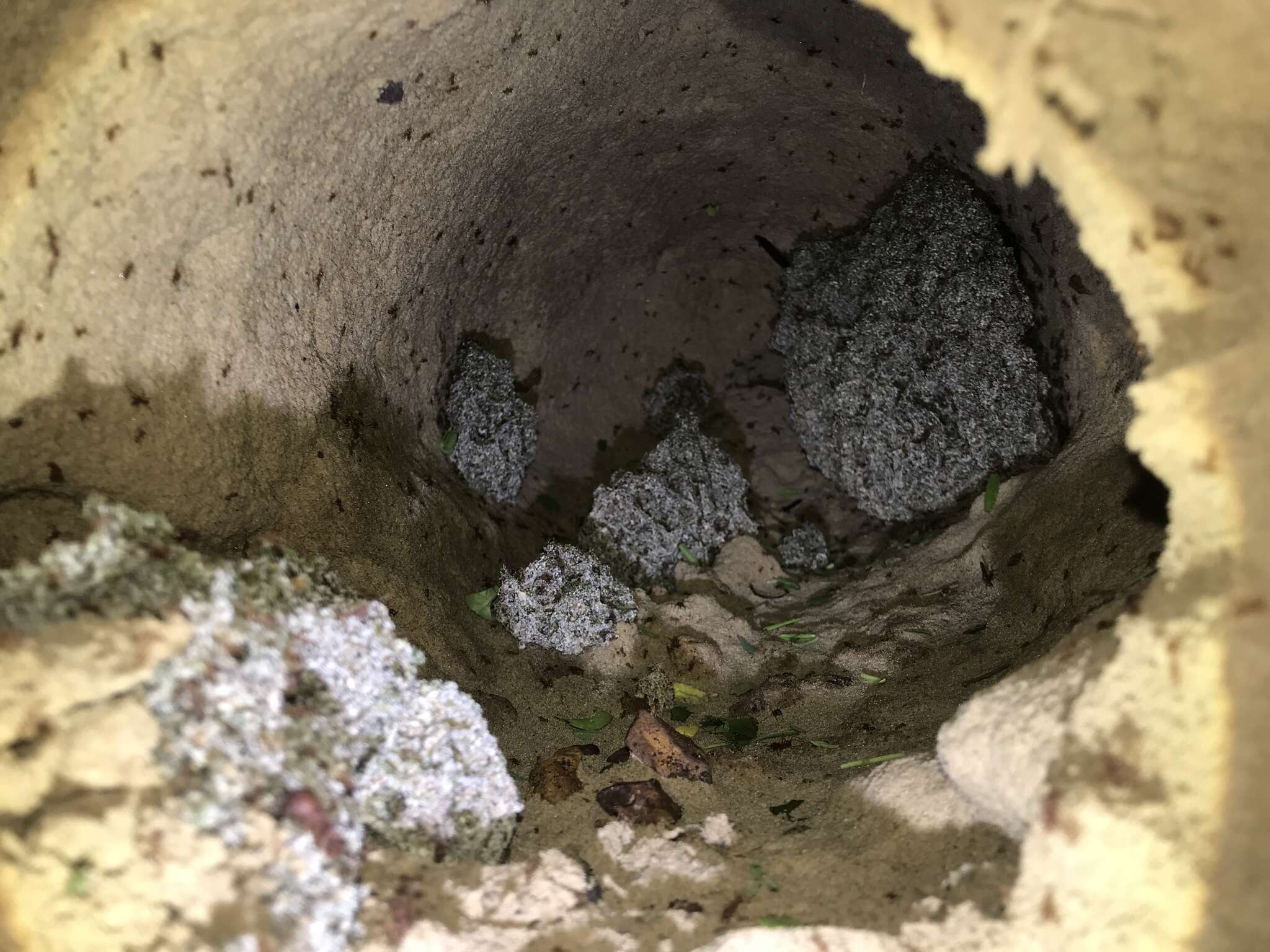 Leucoagaricus gongylophorus (Möller) Singer 1986 resmi