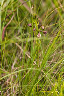 Image de Eulophia tenella Rchb. fil.