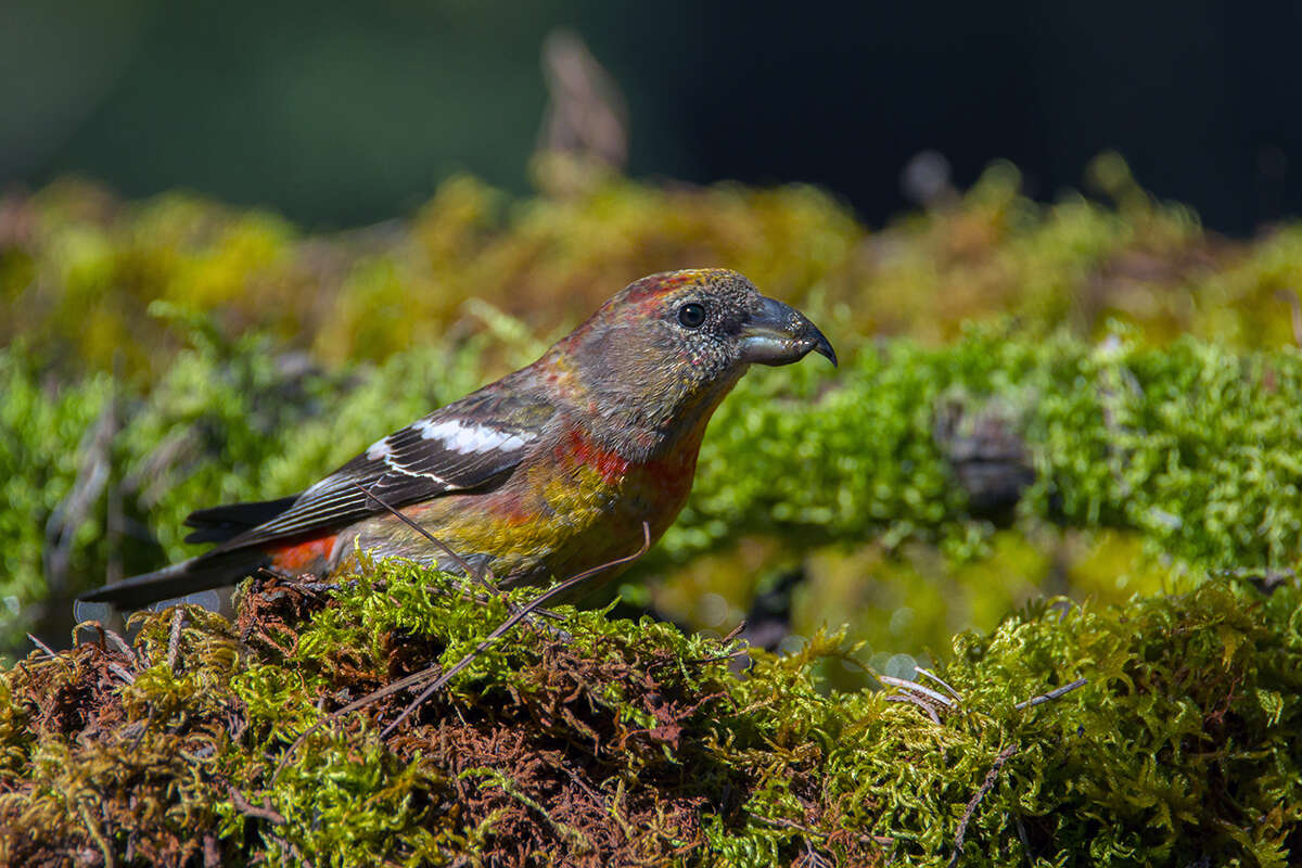 Image of Hispaniolan Crossbill