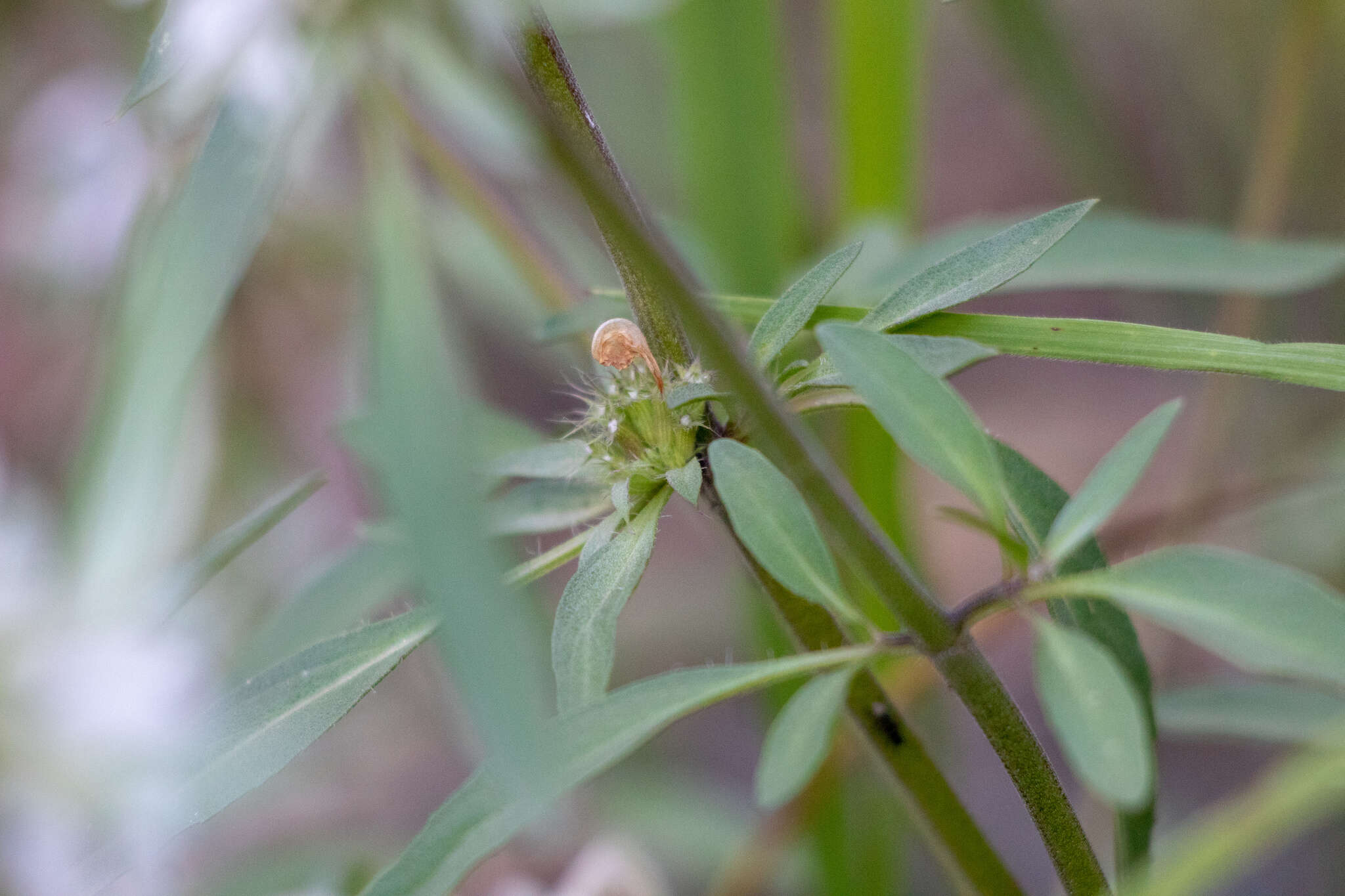 Image of lemon beebalm