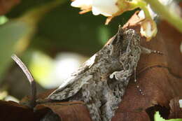 Image of Alfalfa Looper Moth