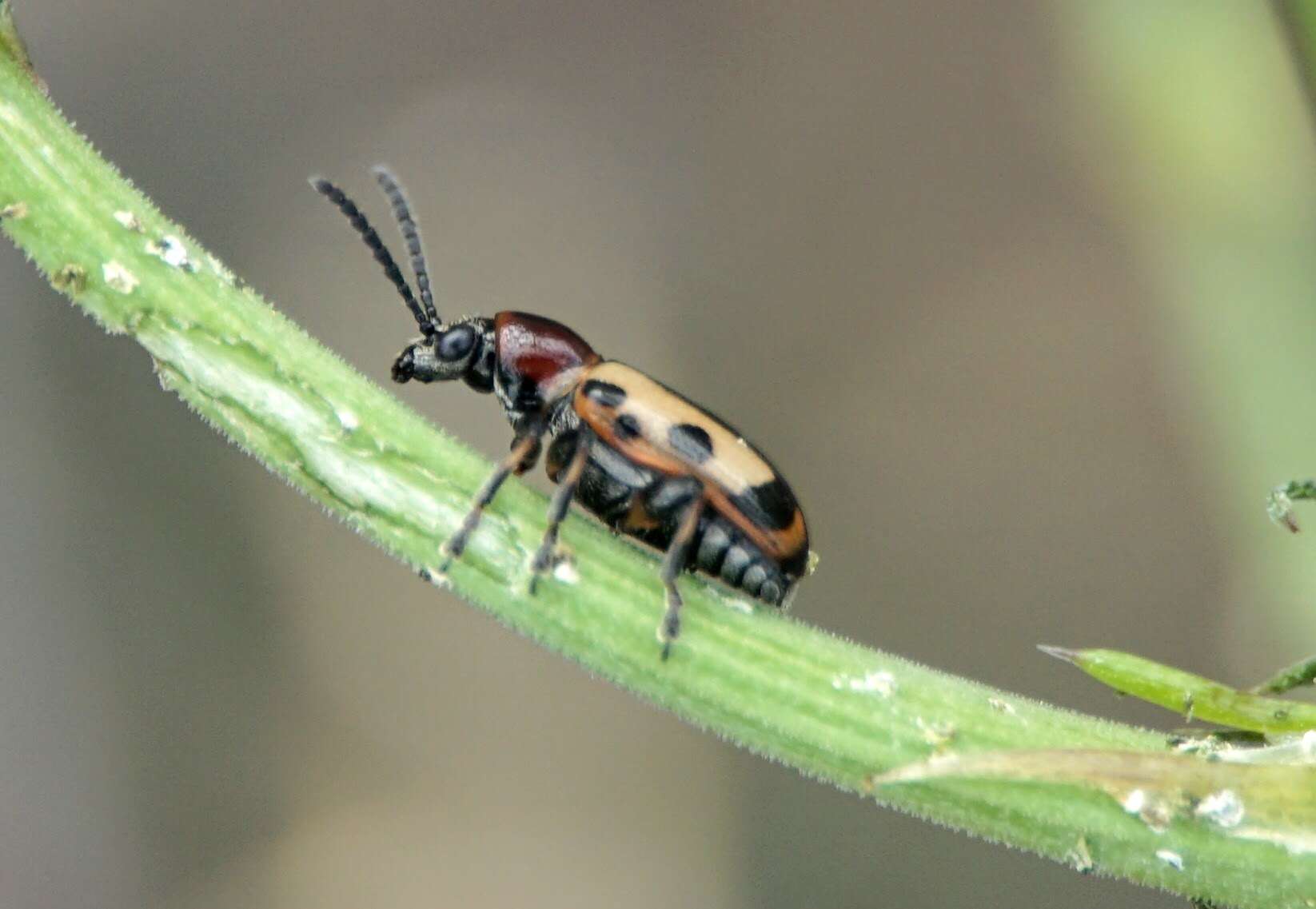 Image of Crioceris paracenthesis (Linnaeus 1767)