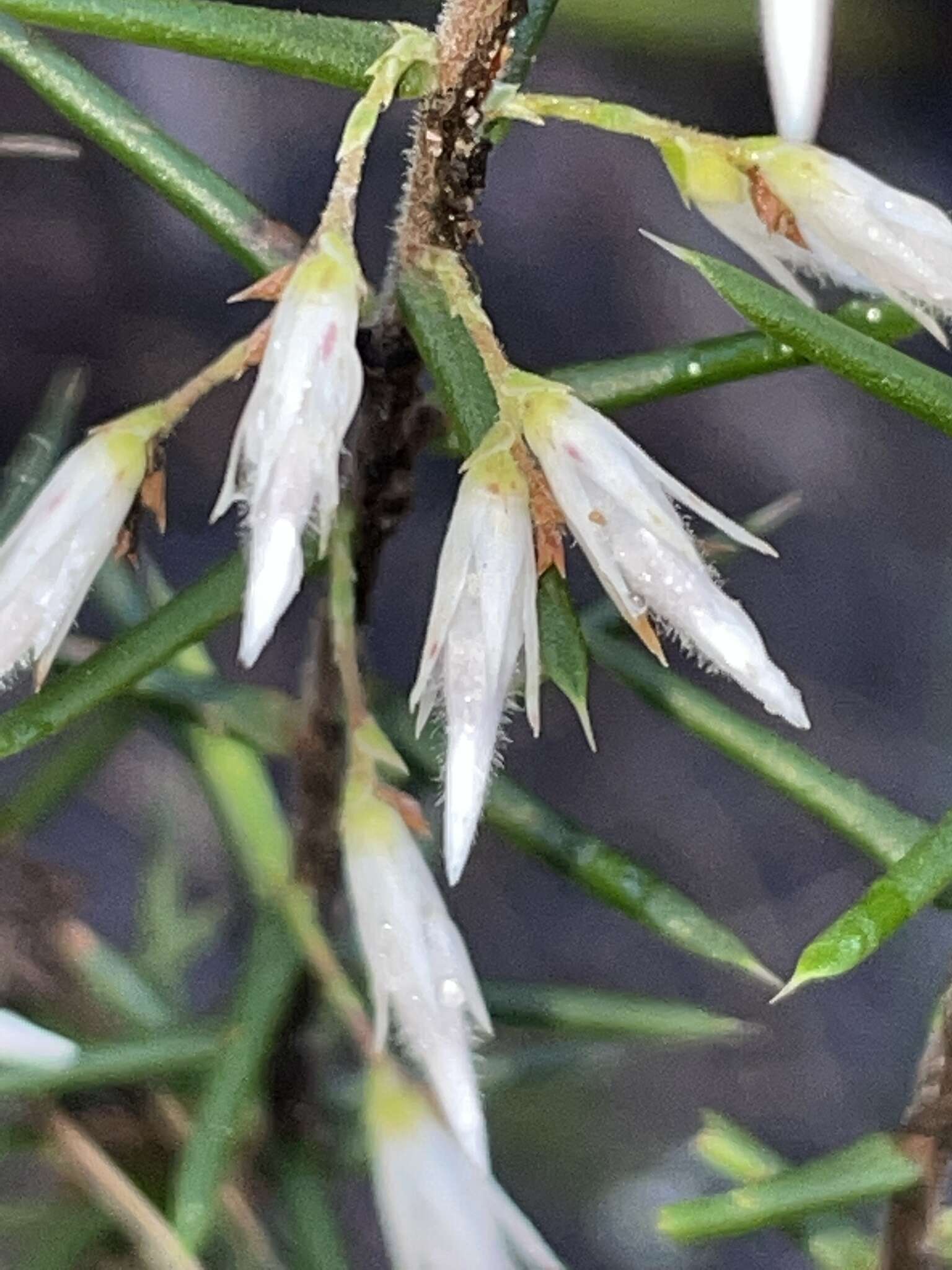 Image of Styphelia exolasia