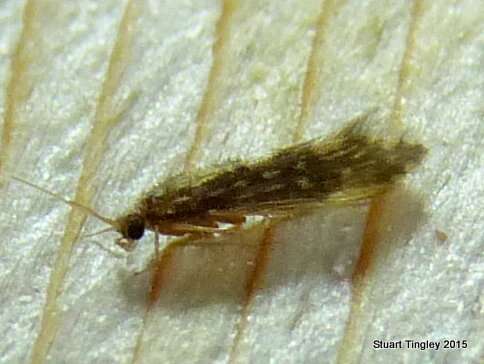 Image of Salt and Pepper Microcaddis