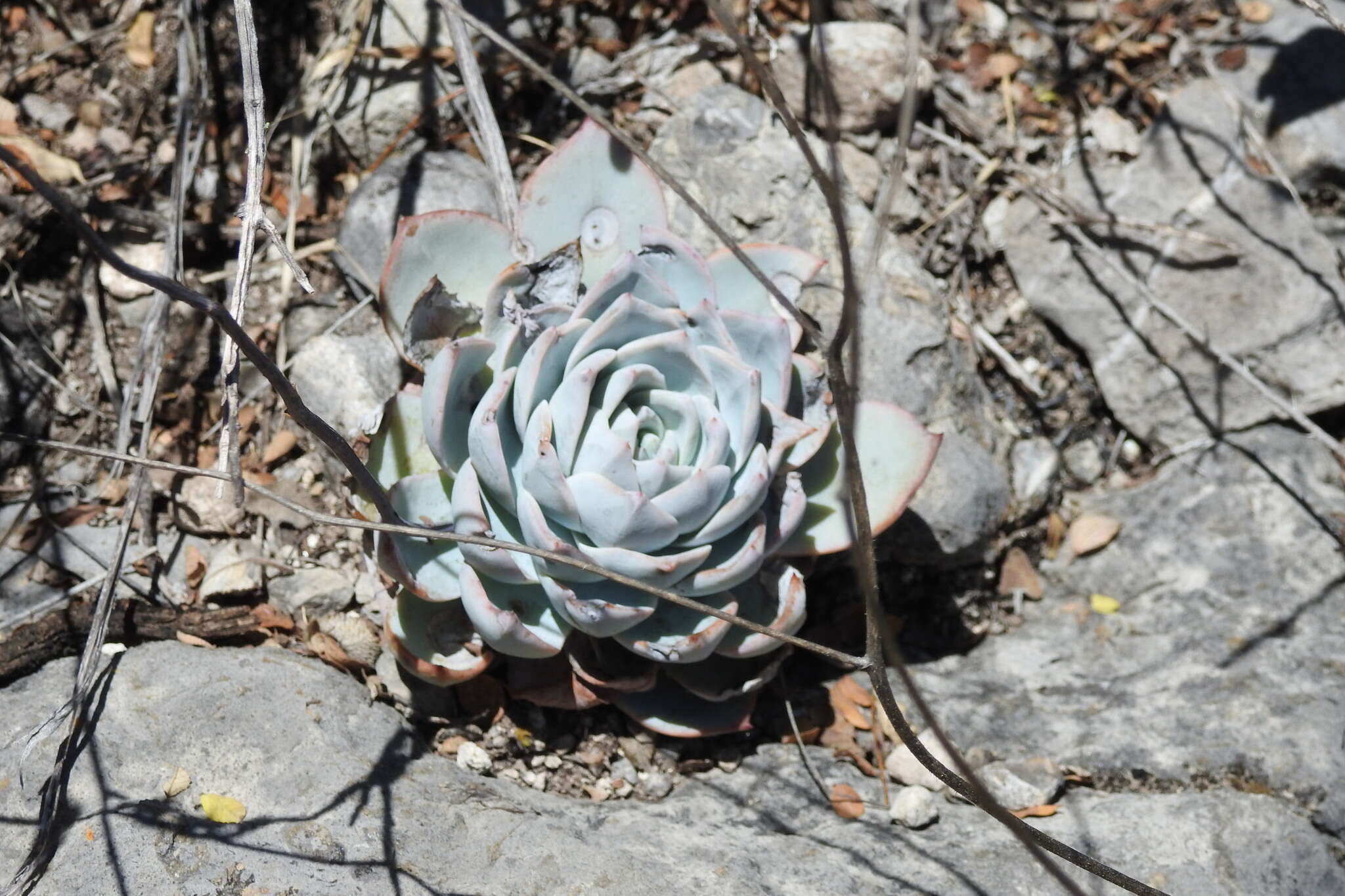 Image of Echeveria peacockii Croucher