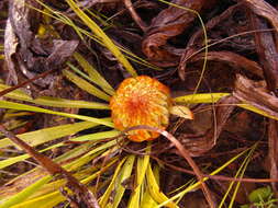 Imagem de Protea scabra R. Br.