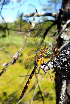 Image of Yellow-spotted Emerald