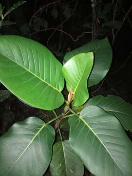 Image of Ficus nymphaeifolia Mill.