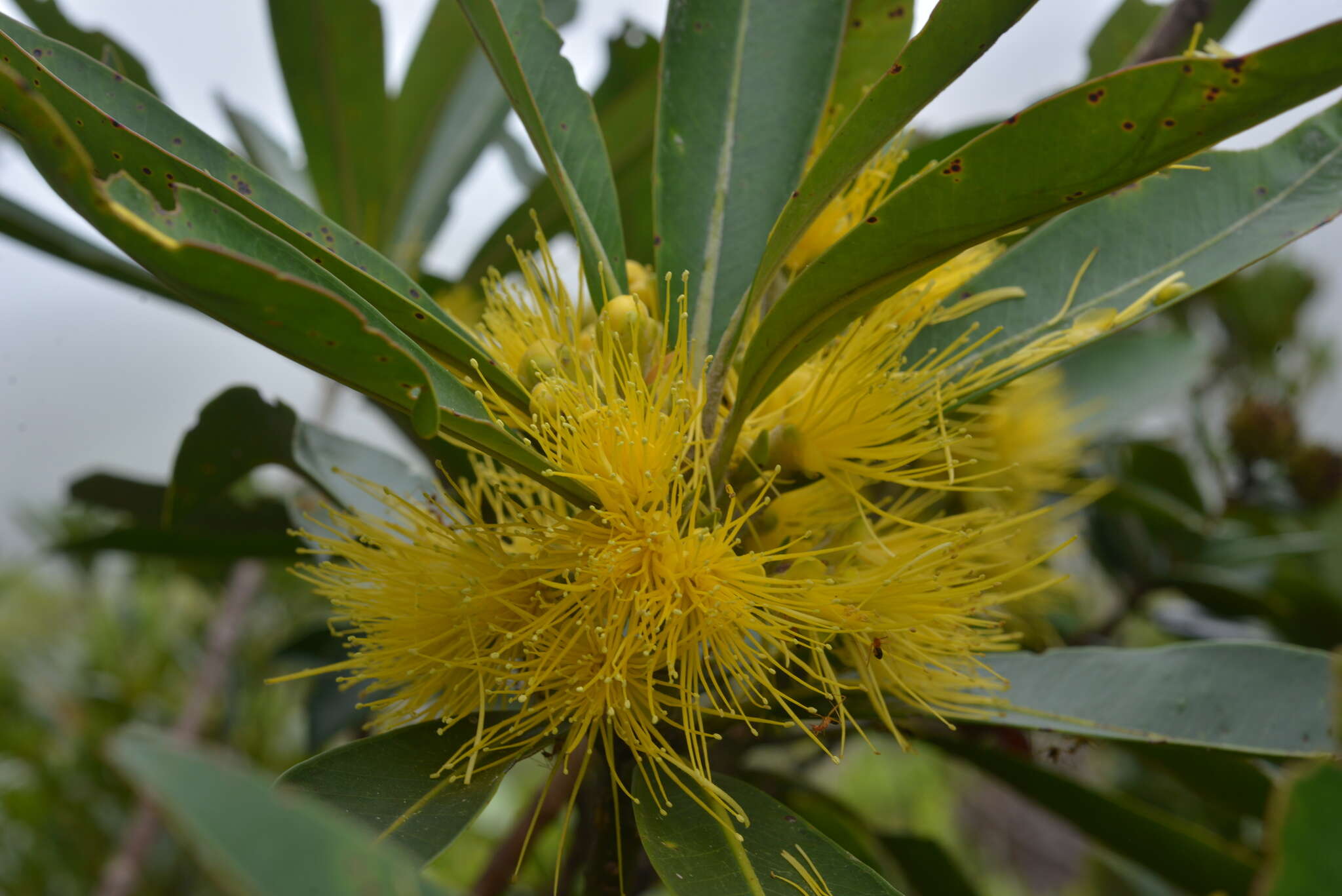 Sivun Metrosideros laurifolia Brongn. & Gris kuva