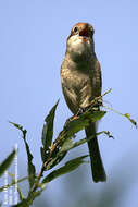 Image of Bull-headed Shrike