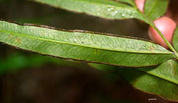 Sivun Pteris denticulata Sw. kuva