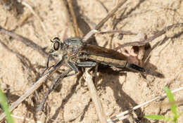 Image of Milbert's Proctacanthus