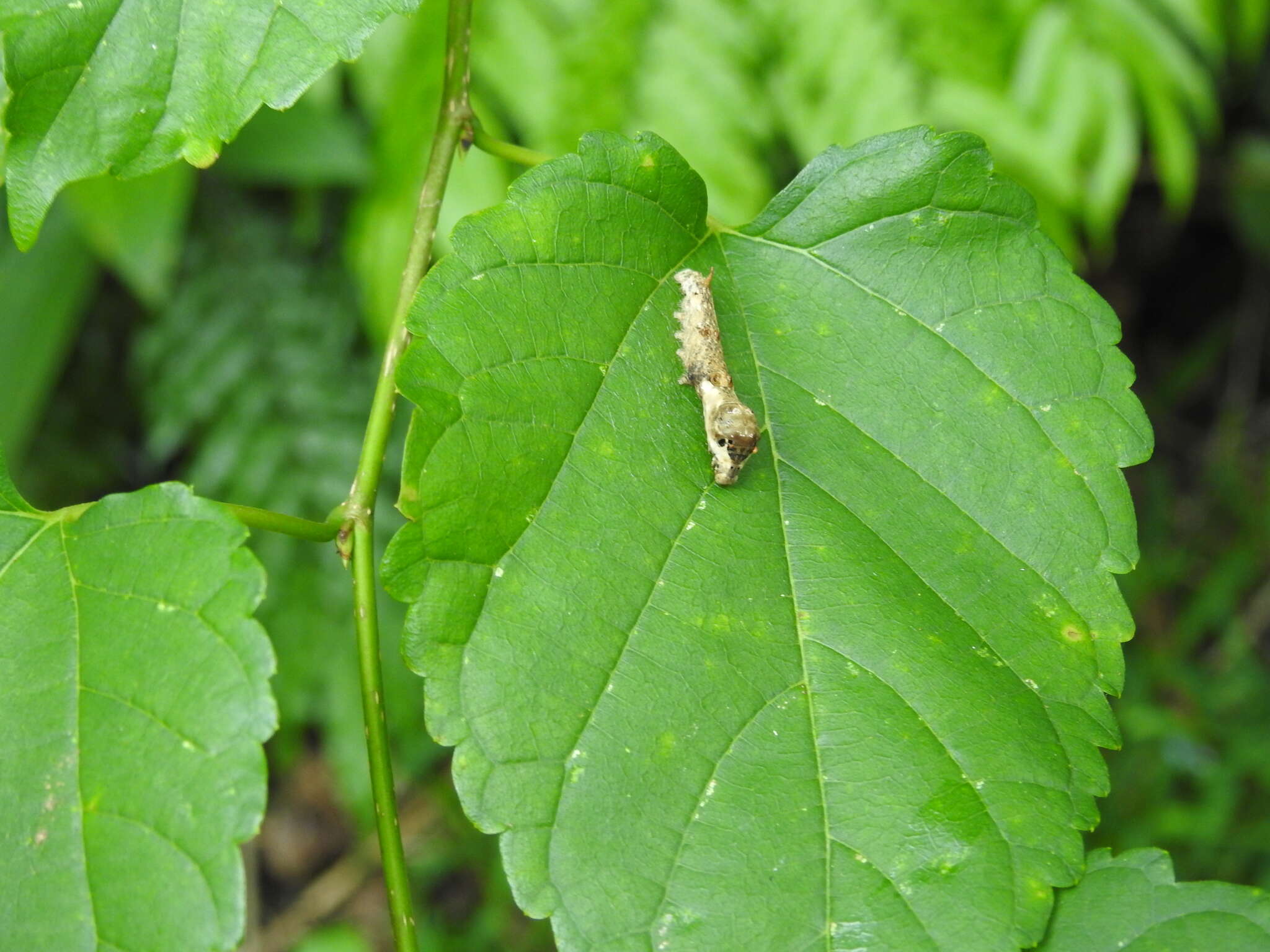 Image de Bombyx mandarina formosana (Matsumura 1927)