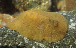 Image of Geitodoris mavis (Marcus & Marcus 1967)