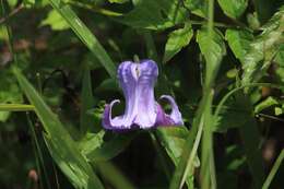 Image of swamp leather flower