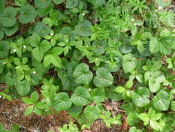 Image of British Columbia wildginger