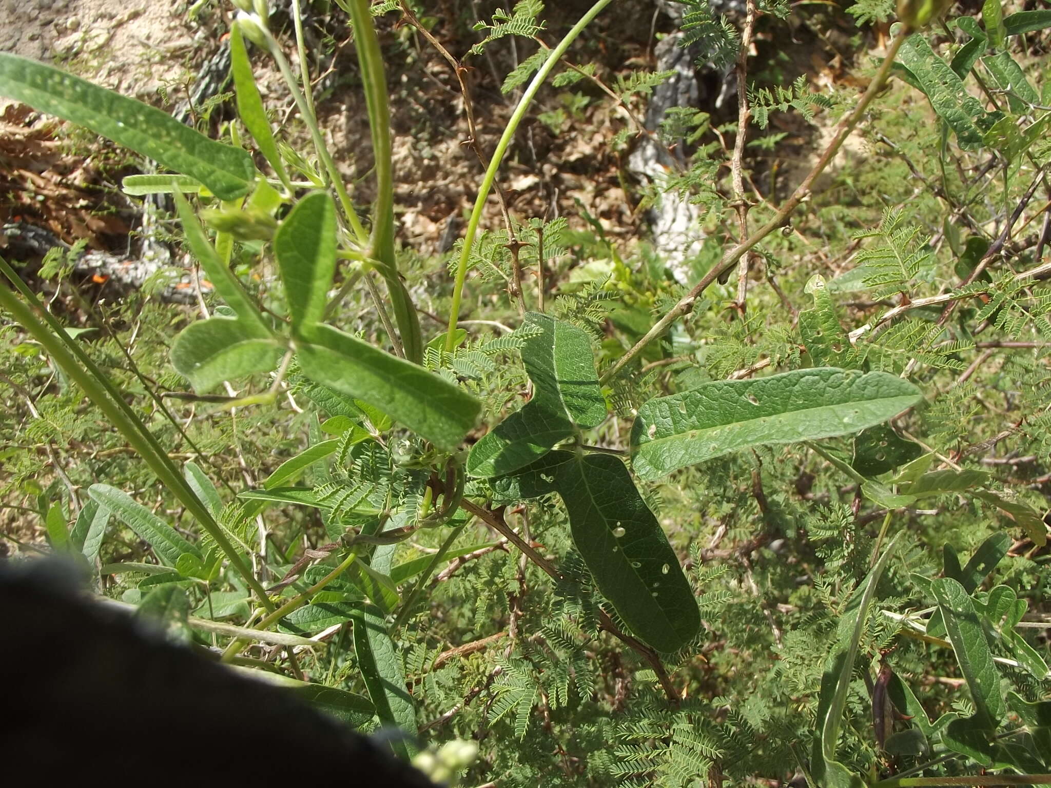 Macroptilium atropurpureum (DC.) Urb. resmi