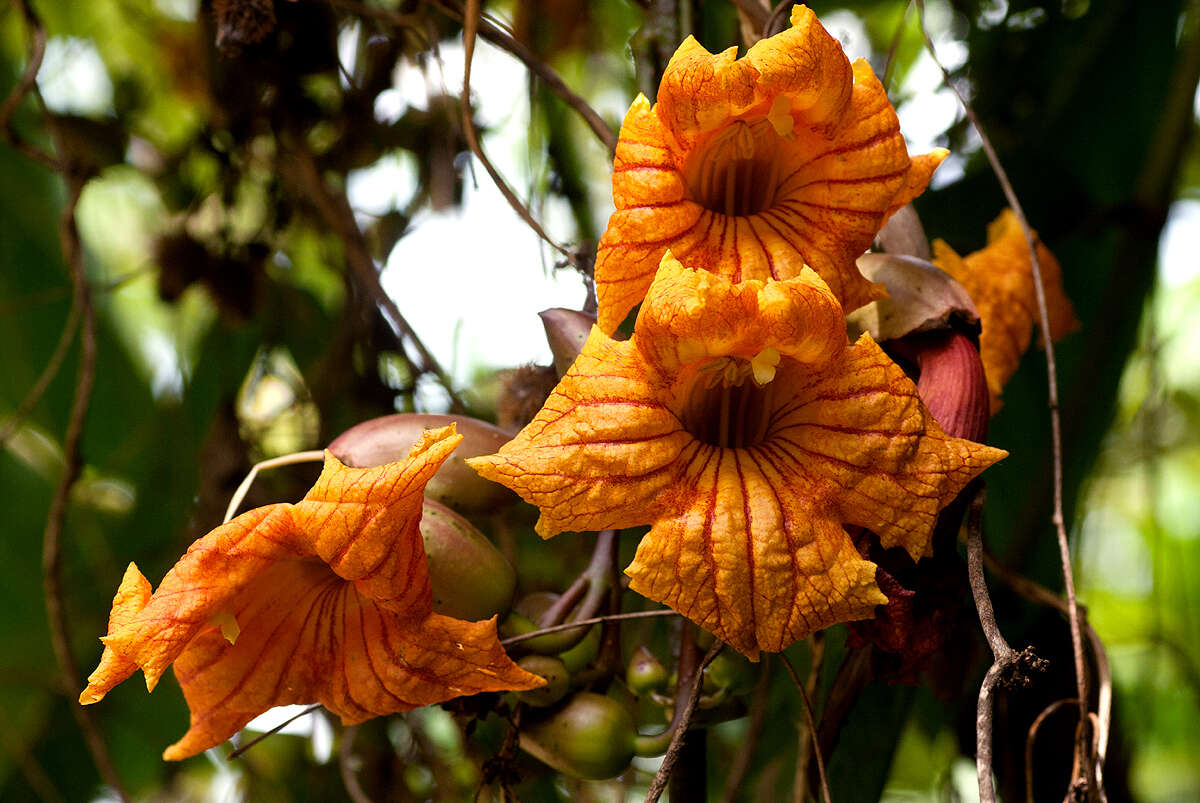 Image of Kigelia africana subsp. moosa (Sprague) Bidgood & Verdc.