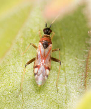 Image of Tupiocoris rufescens (Van Duzee 1917)