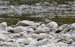 Charadrius placidus Gray, JE, Gray & GR 1863 resmi