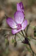 صورة Clarkia cylindrica subsp. cylindrica