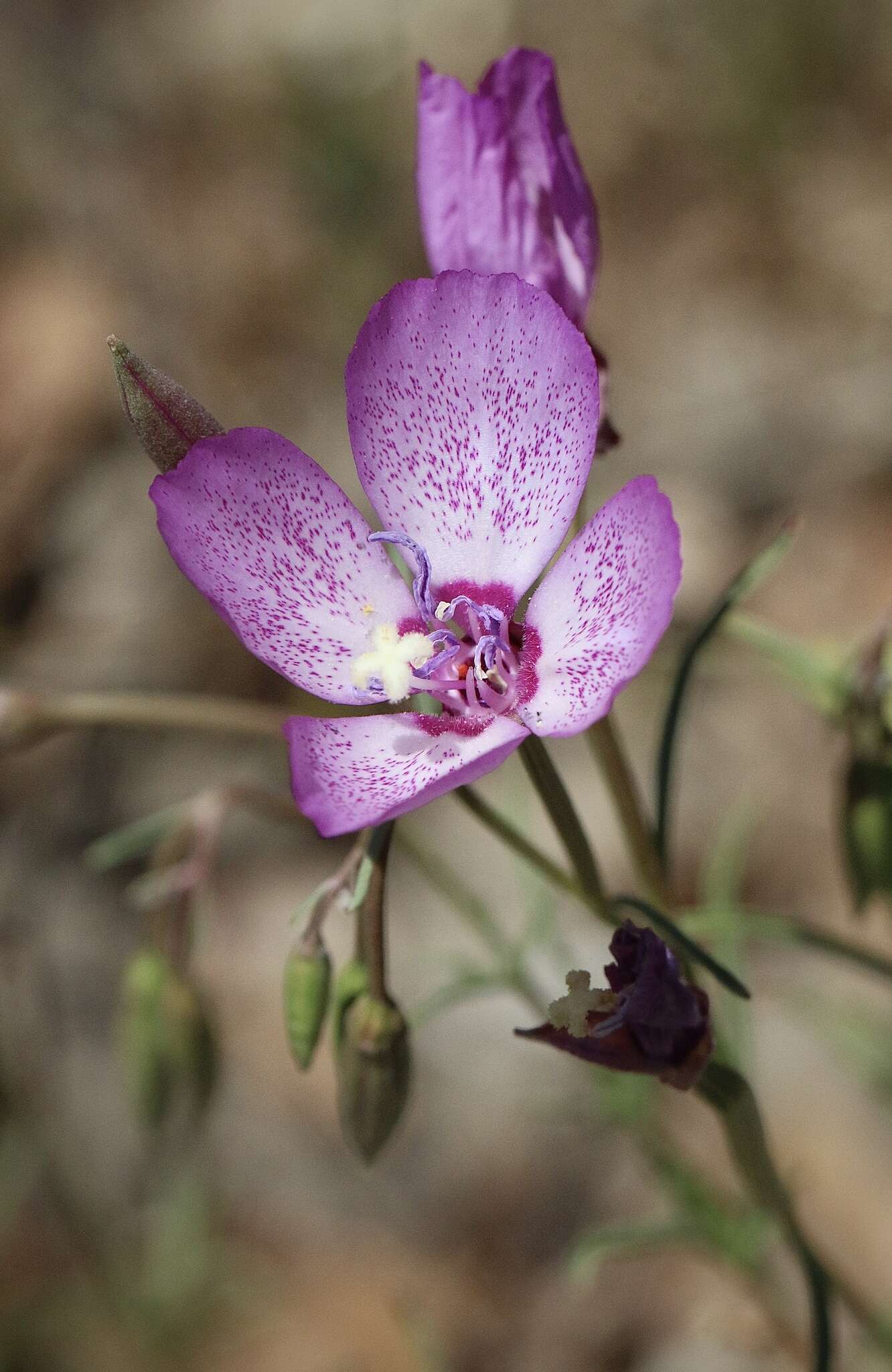 Plancia ëd Clarkia cylindrica subsp. cylindrica