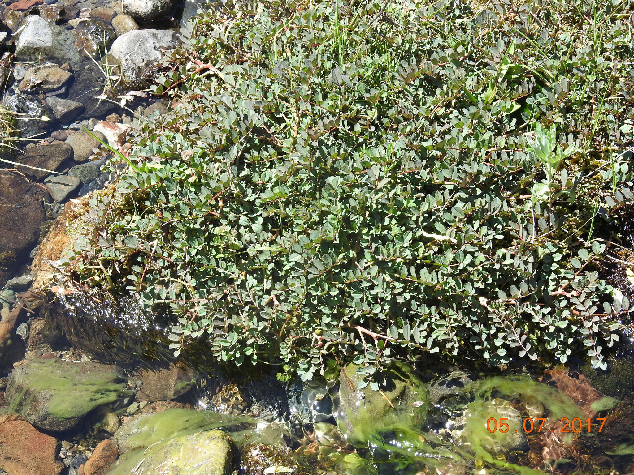 Image de Hosackia pinnata (Hook.) Abrams