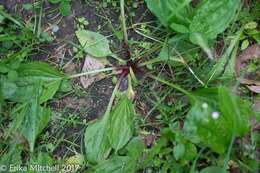 Image of blackseed plantain