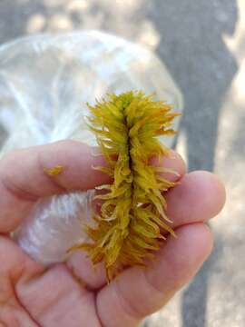 Image of Sphagnum lindbergii W. P. Schimper ex Lindberg 1857