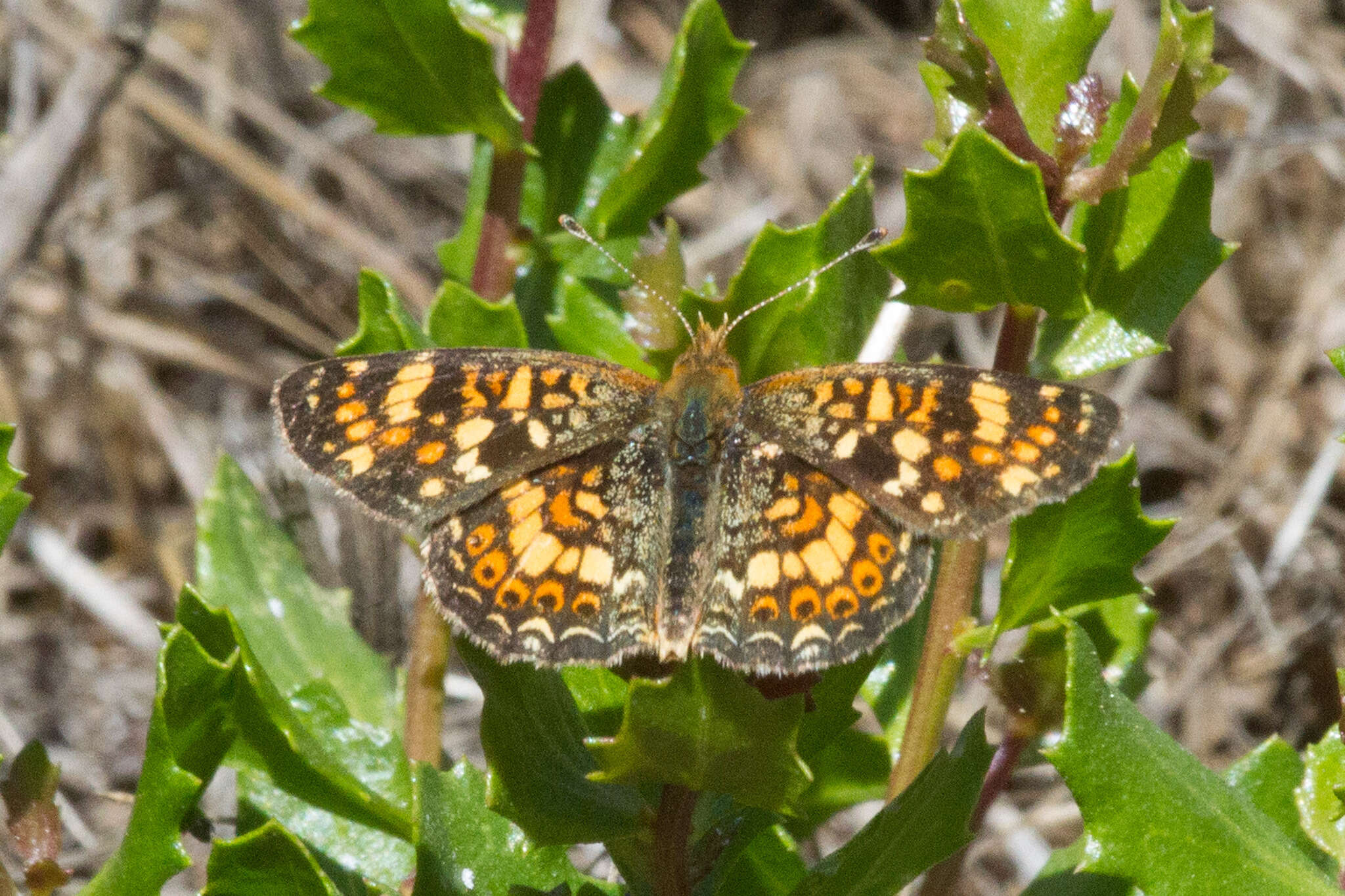 Image of Pearl Crescent