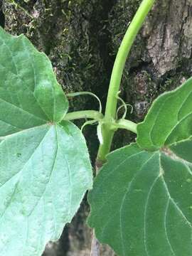 Image of bracted arrowwood