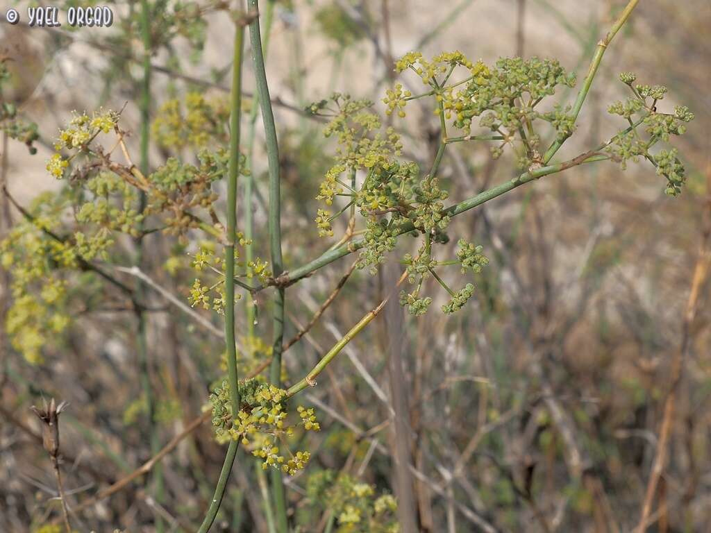 Deverra tortuosa (Desf.) DC.的圖片