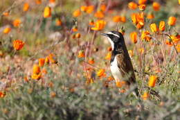 Image of Capped Wheatear