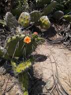 Image of Opuntia quitensis F. A. C. Weber