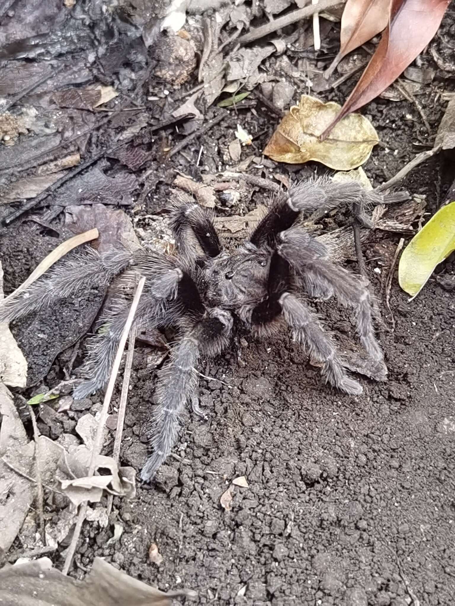 Image of Central American Horned Birdeater Tarantula