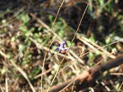 Image of Delphinium gracile DC.