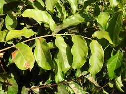 Image de Combretum paniculatum Vent.