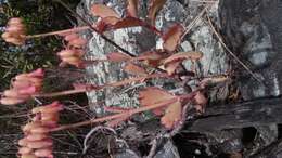 Image of Kalanchoe waldheimii