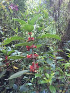 Image of Glossoloma ichthyoderma (Hanst.) J. L. Clark