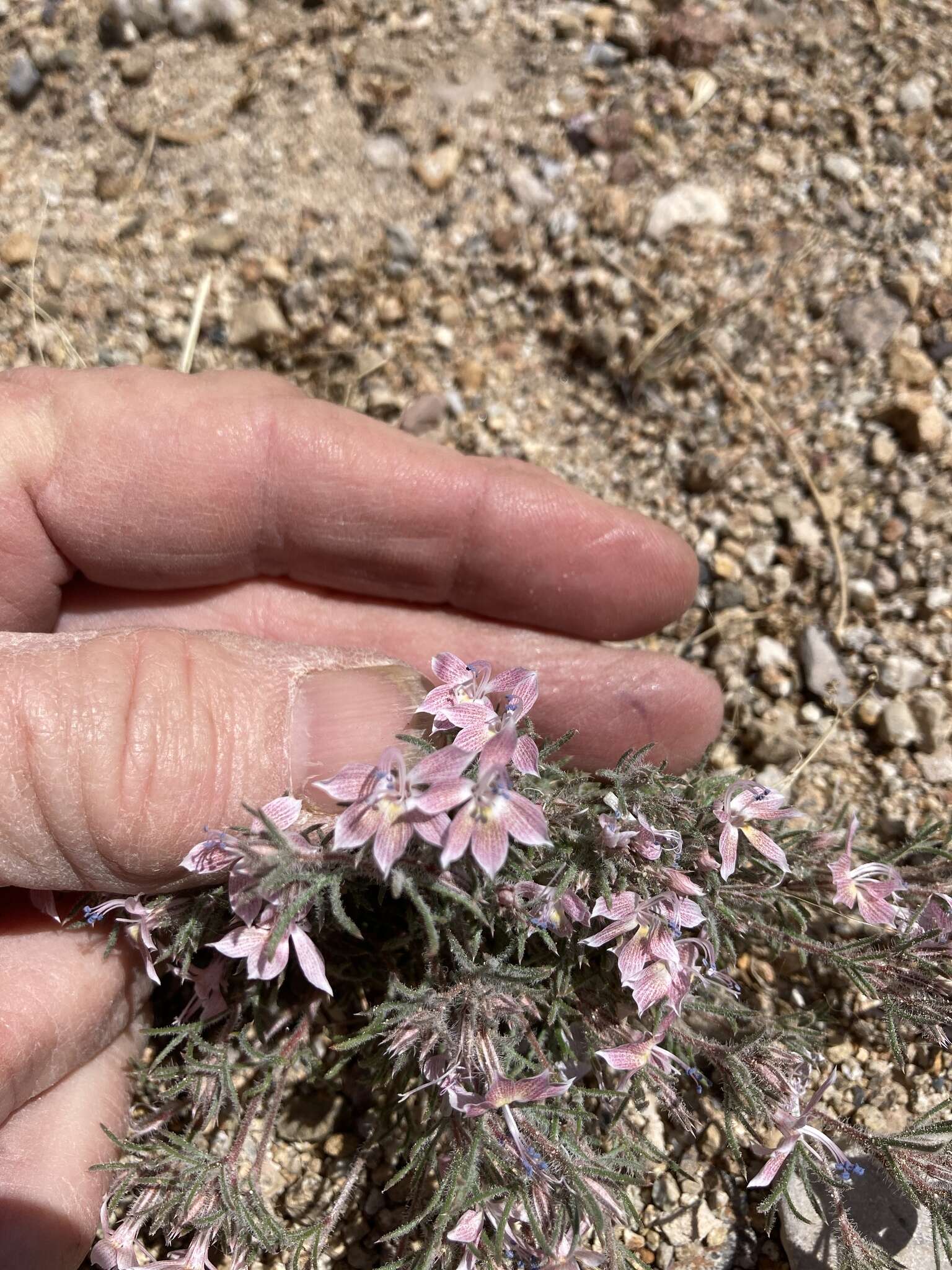 Image of Havard's ipomopsis