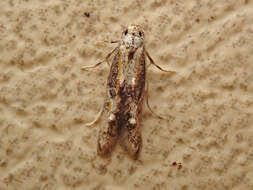 Image of Apple pith moth