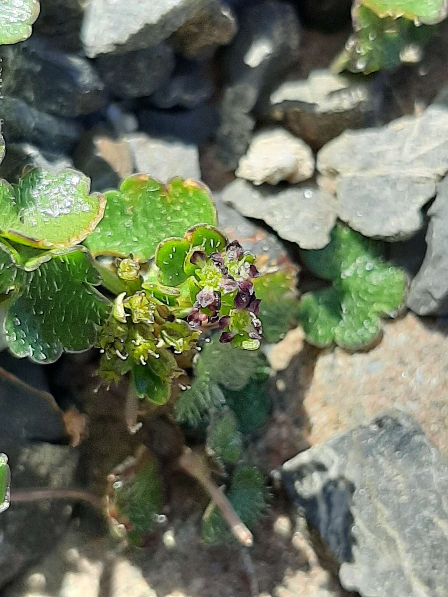 Imagem de Azorella haastii subsp. cyanopetala (Domin) G. M. Plunkett & A. N. Nicolas