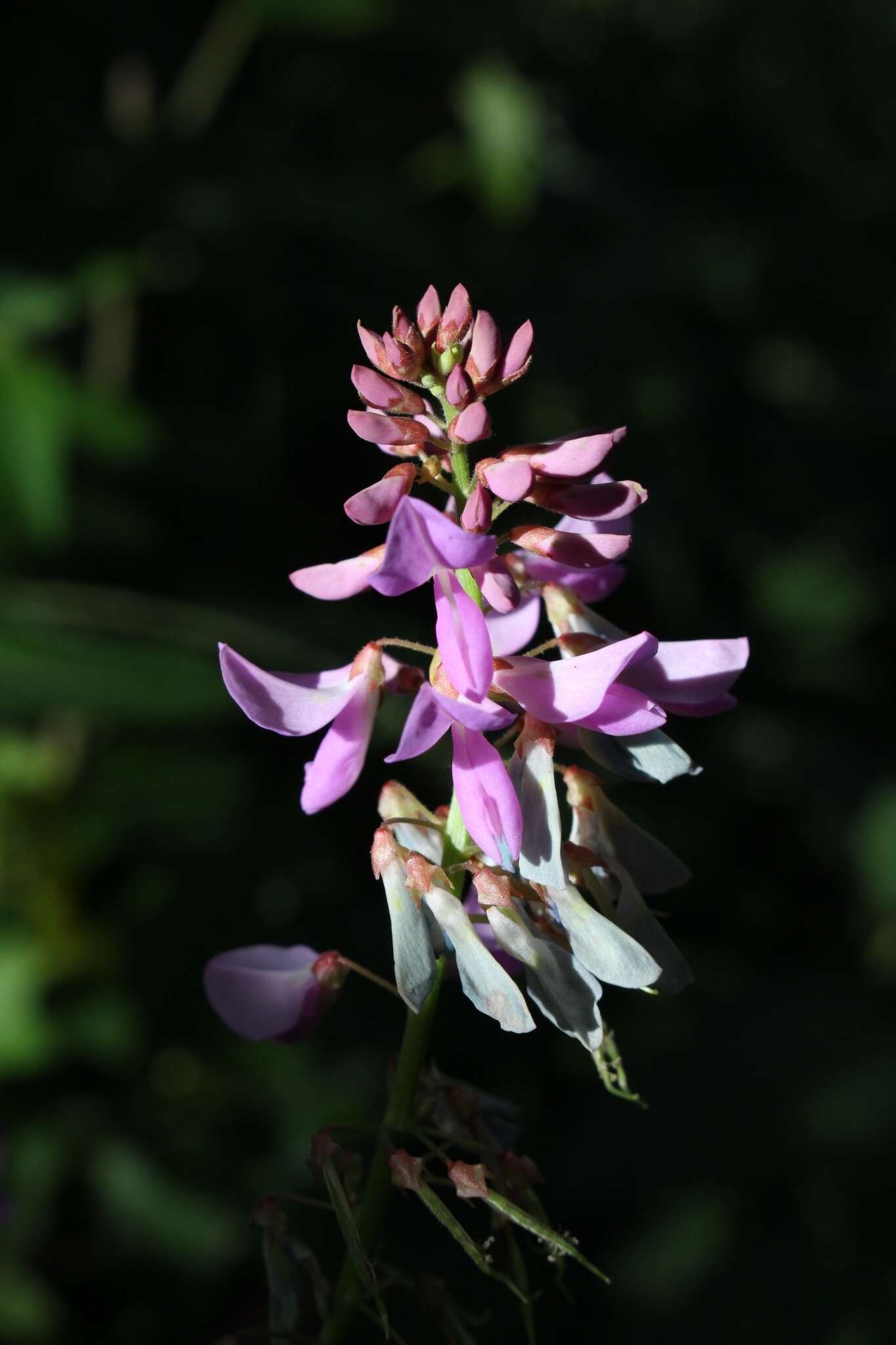 Image of Phaseolus xanthotrichus Piper