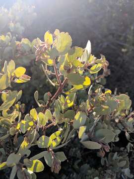 Image of Adams' manzanita