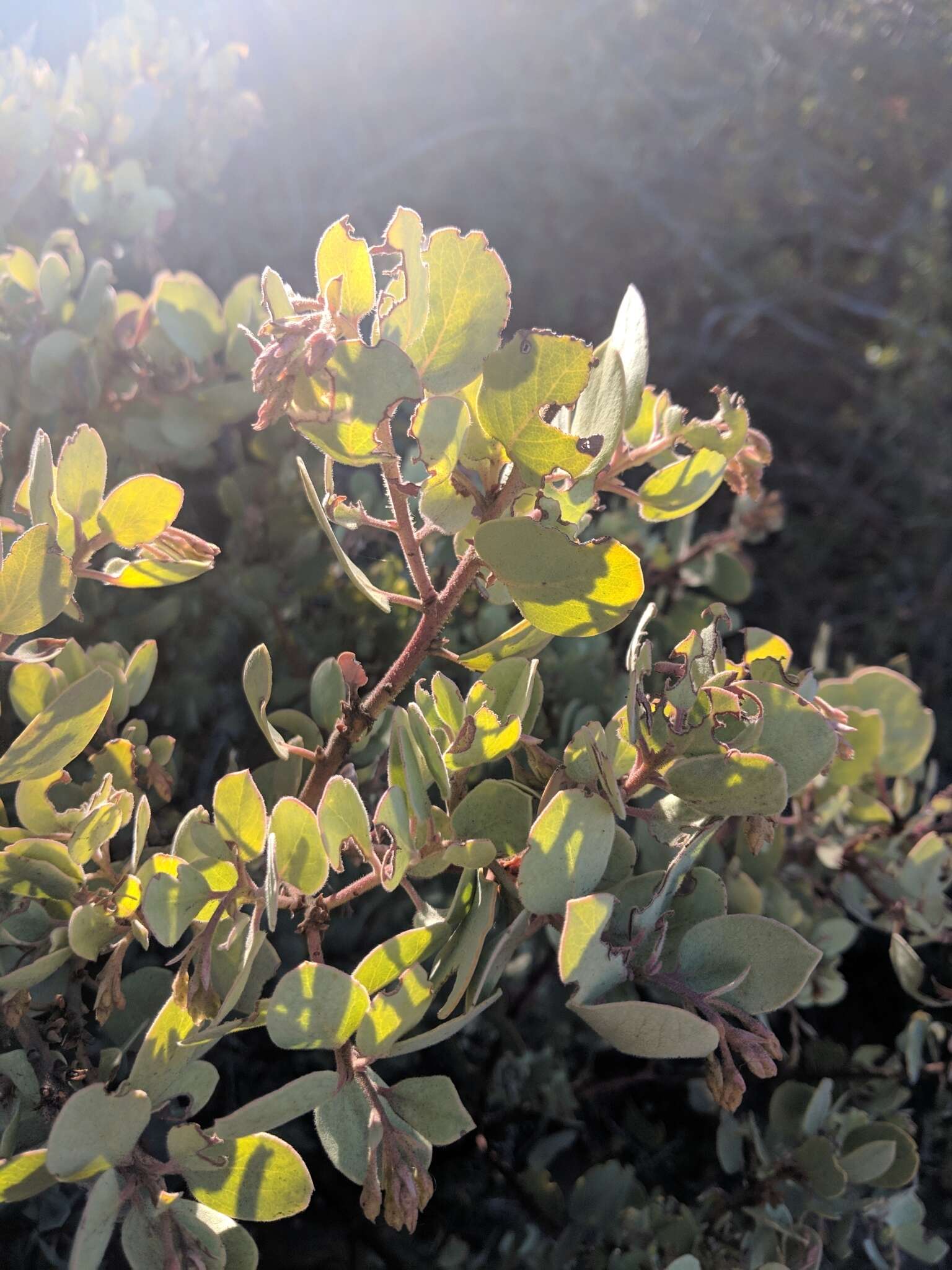 Image of Adams' manzanita