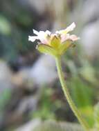 Image of velvet shrubverbena