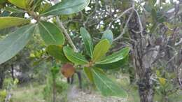 Image of Tapia tree